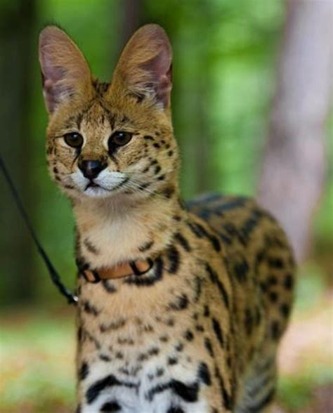 Are servals legal in california - California has specific laws for fifth-wheel hitches. A semi-truck or tractor-trailer’s fifth-wheel hitch must have its upper and lower halves securely mounted to the towing vehicle so that neither half shifts on the towing vehicle.